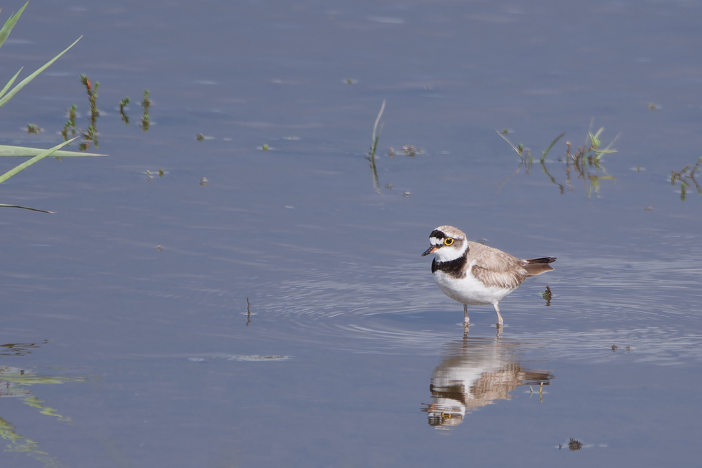 Photo of Little Ringed Plover